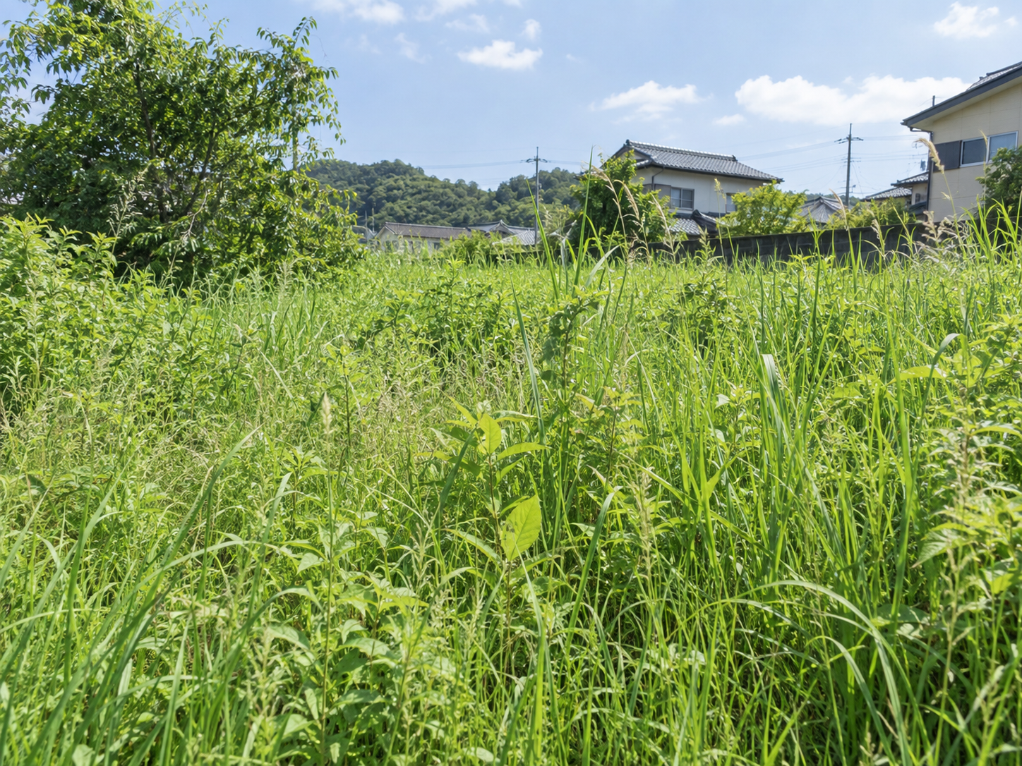 伸びた草の状態のイメージ（当社の施工実績ではありません）